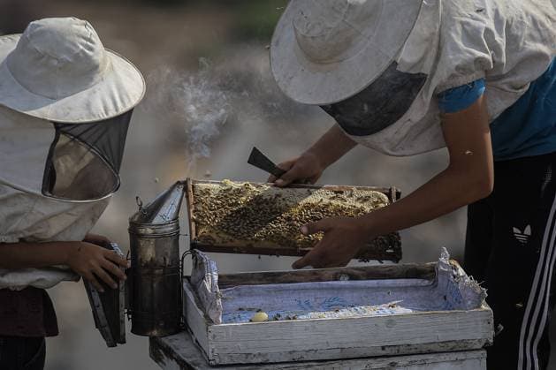 Keeping bees amid the ruins of Gaza GAZA CITY, PALESTINE AUGUST 8, 2026: This photo essay documents the work of Ibrahim Naji Al-Dabba, 49, head of the Gaza Beekeepers Cooperative Society, who continues raising bees with his sons from the rooftop of a damaged residential building in the Tel al-Hawa neighborhood, where his displaced family has taken refuge. After losing his home and much of his beekeeping infrastructure during the war, Al-Dabba has resumed caring for his hives despite shortages of equipment and the widespread destruction affecting Gaza s agricultural sector. Through scenes of daily work, family life and resilience, the essay explores how one beekeeper struggles to preserve his livelihood and maintain honey production ami Copyright: x xMohammedxMxSkaikx xJNAxPressx