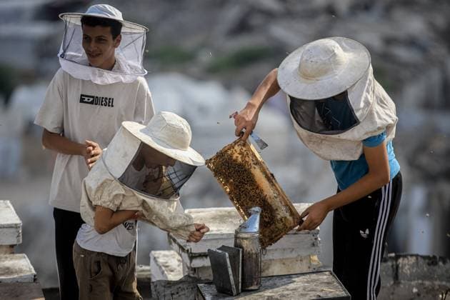 Keeping bees amid the ruins of Gaza GAZA CITY, PALESTINE AUGUST 8, 2026: This photo essay documents the work of Ibrahim Naji Al-Dabba, 49, head of the Gaza Beekeepers Cooperative Society, who continues raising bees with his sons from the rooftop of a damaged residential building in the Tel al-Hawa neighborhood, where his displaced family has taken refuge. After losing his home and much of his beekeeping infrastructure during the war, Al-Dabba has resumed caring for his hives despite shortages of equipment and the widespread destruction affecting Gaza s agricultural sector. Through scenes of daily work, family life and resilience, the essay explores how one beekeeper struggles to preserve his livelihood and maintain honey production ami Copyright: x xMohammedxMxSkaikx xJNAxPressx