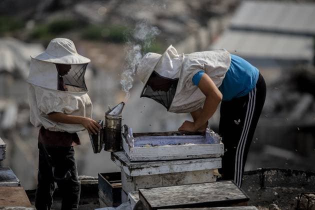 Keeping bees amid the ruins of Gaza GAZA CITY, PALESTINE AUGUST 8, 2026: This photo essay documents the work of Ibrahim Naji Al-Dabba, 49, head of the Gaza Beekeepers Cooperative Society, who continues raising bees with his sons from the rooftop of a damaged residential building in the Tel al-Hawa neighborhood, where his displaced family has taken refuge. After losing his home and much of his beekeeping infrastructure during the war, Al-Dabba has resumed caring for his hives despite shortages of equipment and the widespread destruction affecting Gaza s agricultural sector. Through scenes of daily work, family life and resilience, the essay explores how one beekeeper struggles to preserve his livelihood and maintain honey production ami Copyright: x xMohammedxMxSkaikx xJNAxPressx
