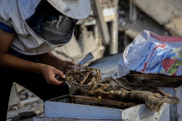 Keeping bees amid the ruins of Gaza GAZA CITY, PALESTINE AUGUST 8, 2026: This photo essay documents the work of Ibrahim Naji Al-Dabba, 49, head of the Gaza Beekeepers Cooperative Society, who continues raising bees with his sons from the rooftop of a damaged residential building in the Tel al-Hawa neighborhood, where his displaced family has taken refuge. After losing his home and much of his beekeeping infrastructure during the war, Al-Dabba has resumed caring for his hives despite shortages of equipment and the widespread destruction affecting Gaza s agricultural sector. Through scenes of daily work, family life and resilience, the essay explores how one beekeeper struggles to preserve his livelihood and maintain honey production ami Copyright: x xMohammedxMxSkaikx xJNAxPressx