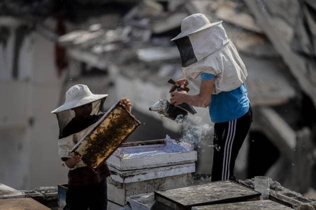 August 8, 2026, Gaza, Palestine, State of: GAZA Gaza, PALESTINE Ã¢â‚¬ AUGUST 8, 2026: This photo essay documents the work of Ibrahim Naji Al-Dabba, 49, head of the Gaza Beekeepers Cooperative Society, who continues raising bees with his sons from the rooftop of a damaged residential building in the Tel al-Hawa neighborhood, where his displaced family has taken refuge. After losing his home and much of his beekeeping infrastructure during the war, Al-Dabba has resumed caring for his hives despite shortages of equipment and the widespread destruction affecting Gaza s agricultural sector. Through scenes of daily work, family life and resilience, the essay explores how one beekeeper struggles to preserve his livelihood and maintain honey pr - ZUMAq101 20260808_zna_q101_022 Copyright: xMohammedxMxSkaikx