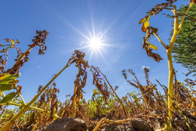 Trockenes Sommerwetter in Hessen Die Sonne scheint auf abgestorbene Kartoffelpflanzen auf einem Acker., Oberursel Hessen Deutschland *** Dry summer weather in Hesse. The sun shines on withered potato plants in a field, Oberursel, Hesse, Germany