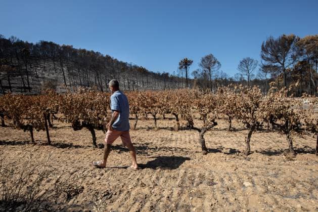 DAMAGE CAUSED TO VINEYARDS BY FIRES PHOTO PQR NICE MATIN CAMILLE DODET Correns Correns Correns Correns August 8, 2026 Photo PQR Camille Dodet Var Matin August 8, 2026 Correns, Var. After the fire that struck Correns, winegrowers are assessing the losses caused by the fire on the affected plots. In pictures. Photo: PQR Camille Dodet, Var Matin, August 8, 2026. Correns, Var. After the fire that struck Correns, winegrowersare assessing the losses caused by the fire’s passage through the damaged plots. In pictures: Fabien Mistre, president of the Correns Winegrowers’ Cooperative, walks through the rows of burned vines. Photo: PQR Camille Dodet, Var Matin, August 8, 2026. Correns Var After the fire that struck Correns, winemakers are assessing  Copyright: xPHOTOPQR NICExMATIN MAXPPPxCAMILLExDODETx 20260808NIM4867 20260808NIM4867