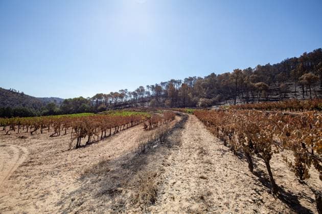 DAMAGE CAUSED TO VINEYARDS BY FIRES PHOTO PQR NICE MATIN CAMILLE DODET Correns Correns Correns Correns August 8, 2026 Photo PQR Camille Dodet Var Matin August 8, 2026 Correns, Var. After the fire that struck Correns, winegrowers are assessing the losses caused by the fire on the affected plots. In pictures. Photo: PQR Camille Dodet, Var Matin, August 8, 2026. Correns, Var. After the fire that struck Correns, winegrowersare assessing the losses caused by the fire’s passage through the damaged plots. In pictures: Fabien Mistre, president of the Correns Winegrowers’ Cooperative, walks through the rows of burned vines. Photo: PQR Camille Dodet, Var Matin, August 8, 2026. Correns Var After the fire that struck Correns, winemakers are assessing  Copyright: xPHOTOPQR NICExMATIN MAXPPPxCAMILLExDODETx 20260808NIM4869 20260808NIM4869