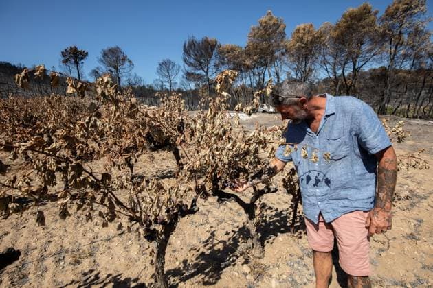 DAMAGE CAUSED TO VINEYARDS BY FIRES PHOTO PQR NICE MATIN CAMILLE DODET Correns Correns Correns Correns August 8, 2026 Photo PQR Camille Dodet Var Matin August 8, 2026 Correns, Var. After the fire that struck Correns, winegrowers are assessing the losses caused by the fire on the affected plots. In pictures. Photo: PQR Camille Dodet, Var Matin, August 8, 2026. Correns, Var. After the fire that struck Correns, winegrowersare assessing the losses caused by the fire’s passage through the damaged plots. In pictures: Fabien Mistre, president of the Correns Winegrowers’ Cooperative, walks among the rows of burned vines. Photo: PQR Camille Dodet, Var Matin, August 8, 2026. Correns Var After the fire that struck Correns, winemakers are assessing th  Copyright: xPHOTOPQR NICExMATIN MAXPPPxCAMILLExDODETx 20260808NIM4872 20260808NIM4872