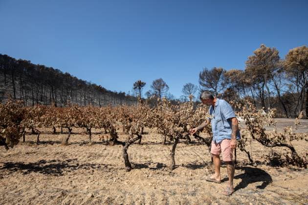 DAMAGE CAUSED TO VINEYARDS BY FIRES PHOTO PQR NICE MATIN CAMILLE DODET Correns Correns Correns Correns August 8, 2026 Photo PQR Camille Dodet Var Matin August 8, 2026 Correns, Var. After the fire that struck Correns, winegrowers are assessing the losses caused by the fire on the affected plots. In pictures. Photo: PQR Camille Dodet, Var Matin, August 8, 2026. Correns, Var. After the fire that struck Correns, winegrowersare assessing the losses caused by the fire’s passage through the damaged plots. In pictures: Fabien Mistre, president of the Correns Winegrowers’ Cooperative, walks among the rows of burned vines. Photo: PQR Camille Dodet, Var Matin, August 8, 2026. Correns Var After the fire that struck Correns, winemakers are assessing th  Copyright: xPHOTOPQR NICExMATIN MAXPPPxCAMILLExDODETx 20260808NIM4876 20260808NIM4876