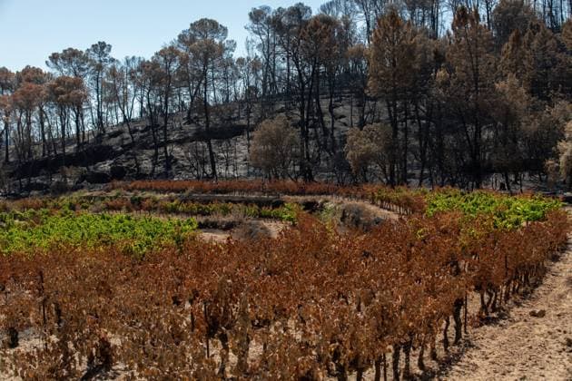 DAMAGE CAUSED TO VINEYARDS BY FIRES PHOTO PQR NICE MATIN CAMILLE DODET Correns Correns Correns Correns August 8, 2026 Photo PQR Camille Dodet Var Matin August 8, 2026 Correns, Var. After the fire that struck Correns, winegrowers are assessing the losses caused by the fire on the affected plots. In pictures. Photo: PQR Camille Dodet, Var Matin, August 8, 2026. Correns, Var. After the fire that struck Correns, winegrowersare assessing the losses caused by the fire’s passage through the damaged plots. In pictures: Fabien Mistre, president of the Correns Winegrowers’ Cooperative, walks through the rows of burned vines. Photo: PQR Camille Dodet, Var Matin, August 8, 2026. Correns Var After the fire that struck Correns, winemakers are assessing  Copyright: xPHOTOPQR NICExMATIN MAXPPPxCAMILLExDODETx 20260808NIM4877 20260808NIM4877