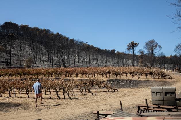 DAMAGE CAUSED TO VINEYARDS BY FIRES PHOTO PQR NICE MATIN CAMILLE DODET Correns Correns Correns Correns August 8, 2026 Photo PQR Camille Dodet Var Matin August 8, 2026 Correns, Var. After the fire that struck Correns, winegrowers are assessing the losses caused by the fire on the affected plots. In pictures. Photo: PQR Camille Dodet, Var Matin, August 8, 2026. Correns, Var. After the fire that struck Correns, winegrowersare assessing the losses caused by the fire’s passage through the damaged plots. In pictures: Fabien Mistre, president of the Correns Winegrowers’ Cooperative, walks through the rows of burned vines. Photo: PQR Camille Dodet, Var Matin, August 8, 2026. Correns Var After the fire that struck Correns, winemakers are assessing  Copyright: xPHOTOPQR NICExMATIN MAXPPPxCAMILLExDODETx 20260808NIM4878 20260808NIM4878