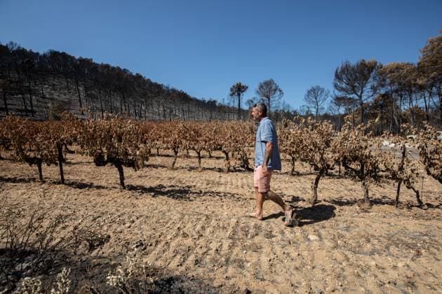 DAMAGE CAUSED TO VINEYARDS BY FIRES PHOTO PQR NICE MATIN CAMILLE DODET Correns Correns Correns Correns August 8, 2026 Photo PQR Camille Dodet Var Matin August 8, 2026 Correns, Var. After the fire that struck Correns, winegrowers are assessing the losses caused by the fire on the affected plots. In pictures. Photo: PQR Camille Dodet, Var Matin, August 8, 2026. Correns, Var. After the fire that struck Correns, winegrowersare assessing the losses caused by the fire’s passage through the damaged plots. In pictures: Fabien Mistre, president of the Correns Winegrowers’ Cooperative, walks through the rows of burned vines. Photo: PQR Camille Dodet, Var Matin, August 8, 2026. Correns Var After the fire that struck Correns, winemakers are assessing  Copyright: xPHOTOPQR NICExMATIN MAXPPPxCAMILLExDODETx 20260808NIM4882 20260808NIM4882