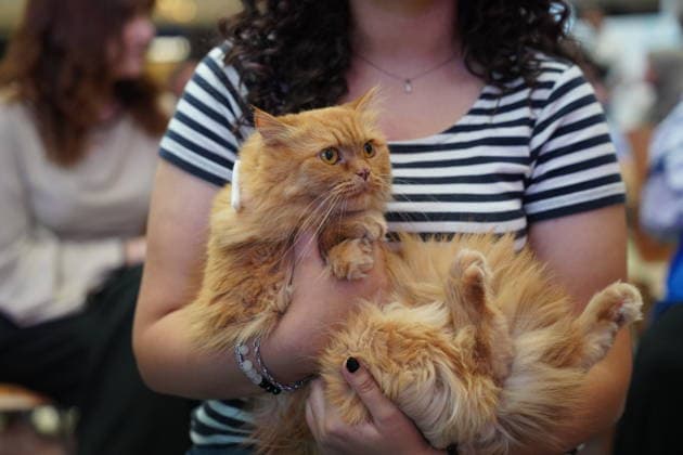 A cat beauty contest was held in Sulaymaniyah SULAYMANIYAH, IRAQ - AUGUST 08: Cats of various breeds, including Turkish Angora and Van cats, are displayed during a cat beauty contest hosted at a shopping mall in Sulaymaniyah, Iraq, on August 08, 2026. A total of 111 cats participated in the pageant, where judges evaluated feline contestants based on appearance, grooming, and coat condition. Fariq Faraj Mahmood Anadolu Sulaymaniyah Iraq. Editorial use only. Please get in touch for any other usage.  Copyright: x2026xAnadoluxFariqxFarajxMahmoodx