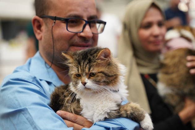A cat beauty contest was held in Sulaymaniyah SULAYMANIYAH, IRAQ - AUGUST 08: Cats of various breeds, including Turkish Angora and Van cats, are displayed during a cat beauty contest hosted at a shopping mall in Sulaymaniyah, Iraq, on August 08, 2026. A total of 111 cats participated in the pageant, where judges evaluated feline contestants based on appearance, grooming, and coat condition. Fariq Faraj Mahmood Anadolu Sulaymaniyah Iraq. Editorial use only. Please get in touch for any other usage.  Copyright: x2026xAnadoluxFariqxFarajxMahmoodx