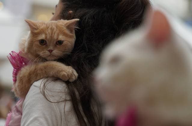 A cat beauty contest was held in Sulaymaniyah SULAYMANIYAH, IRAQ - AUGUST 08: Cats of various breeds, including Turkish Angora and Van cats, are displayed during a cat beauty contest hosted at a shopping mall in Sulaymaniyah, Iraq, on August 08, 2026. A total of 111 cats participated in the pageant, where judges evaluated feline contestants based on appearance, grooming, and coat condition. Fariq Faraj Mahmood Anadolu Sulaymaniyah Iraq. Editorial use only. Please get in touch for any other usage.  Copyright: x2026xAnadoluxFariqxFarajxMahmoodx