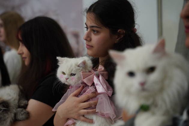 A cat beauty contest was held in Sulaymaniyah SULAYMANIYAH, IRAQ - AUGUST 08: Cats of various breeds, including Turkish Angora and Van cats, are displayed during a cat beauty contest hosted at a shopping mall in Sulaymaniyah, Iraq, on August 08, 2026. A total of 111 cats participated in the pageant, where judges evaluated feline contestants based on appearance, grooming, and coat condition. Fariq Faraj Mahmood Anadolu Sulaymaniyah Iraq. Editorial use only. Please get in touch for any other usage.  Copyright: x2026xAnadoluxFariqxFarajxMahmoodx