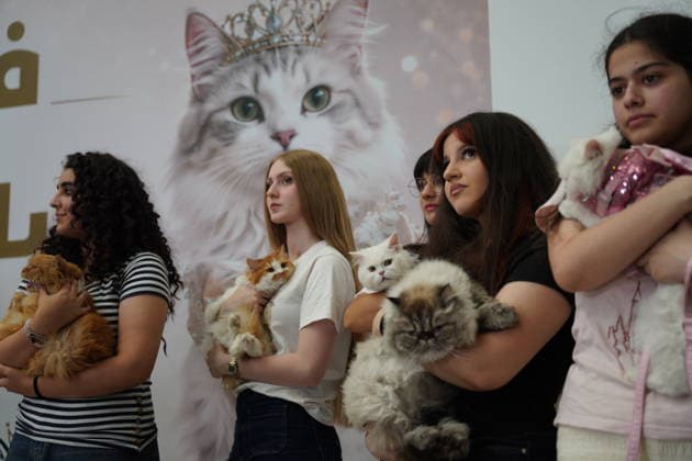 A cat beauty contest was held in Sulaymaniyah SULAYMANIYAH, IRAQ - AUGUST 08: Cats of various breeds, including Turkish Angora and Van cats, are displayed during a cat beauty contest hosted at a shopping mall in Sulaymaniyah, Iraq, on August 08, 2026. A total of 111 cats participated in the pageant, where judges evaluated feline contestants based on appearance, grooming, and coat condition. Fariq Faraj Mahmood Anadolu Sulaymaniyah Iraq. Editorial use only. Please get in touch for any other usage.  Copyright: x2026xAnadoluxFariqxFarajxMahmoodx