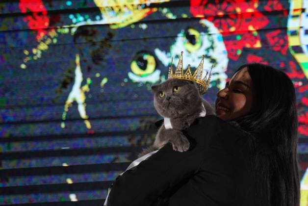 A cat beauty contest was held in Sulaymaniyah SULAYMANIYAH, IRAQ - AUGUST 08: Cats of various breeds, including Turkish Angora and Van cats, are displayed during a cat beauty contest hosted at a shopping mall in Sulaymaniyah, Iraq, on August 08, 2026. A total of 111 cats participated in the pageant, where judges evaluated feline contestants based on appearance, grooming, and coat condition. Fariq Faraj Mahmood Anadolu Sulaymaniyah Iraq. Editorial use only. Please get in touch for any other usage.  Copyright: x2026xAnadoluxFariqxFarajxMahmoodx