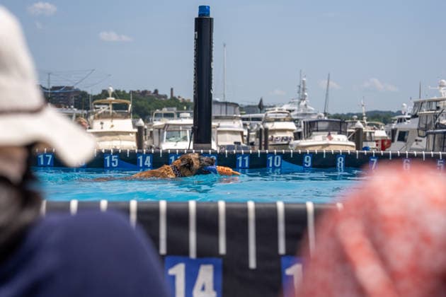 August 8, 2026, Washington, District Of Columbia, U.S.: A canine competitor jumps into the pool during the DockDogs Big Air competition at The Wharf in Washington, DC. Washington U.S. - ZUMAh210 20260808_znp_h210_006 Copyright: xDavidxHansenx