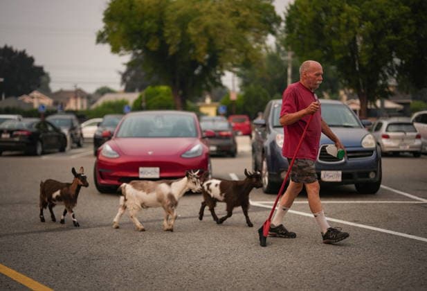 August 8, 2026, Penticton, Bc, CANADA: Greg Krauter, who was forced to evacuate his Summerland property with his seven goats in the middle of the night due to the Bald Range wildfire, walks with three of them outside an evacuee centre, in Penticton, B.C., on Saturday, August 8, 2026. The Bald Range wildfire in British Columbia s south Okanagan region has forced 20,000 people out of their homes in the Peachland and Summerland areas. Penticton CANADA  - ZUMAc35_ 20260808_zaf_c35_184 Copyright: xDarrylxDyckx