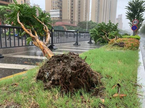 KUNSHAN, CHINA - AUGUST 09: A general view of fallen trees by the Typhoon Dolphin on August 9, 2026 in Kunshan, Jiangsu Province of China. Typhoon Dolphin is expected to make landfall along the coast of Zhejiang and Fujian provinces between Sunday night and Monday morning, prompting Shanghai to cancel nearly 60 per cent of flights to and from the metropolis on Sunday.  Copyright: xVCGx 111658958955