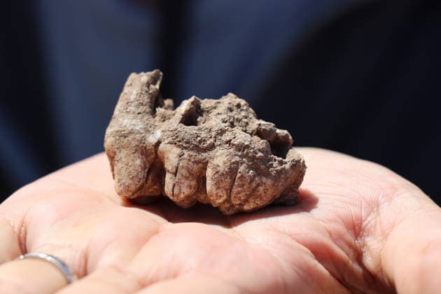 Archaeologists uncover traces of Neolithic period at Turkiye s Yogunburc site SANLIURFA, TURKIYE - AUGUST 9: Archaeologists conduct excavations at the Yogunburc archaeological site in Sanliurfa, Turkiye, on August 9, 2026. The team is carrying out archaeological work as part of the Turkish Ministry of Culture and Tourism s Tas Tepeler (Stone Hills) Project, uncovering traces dating back to the Neolithic period. Beads, flint and a wild boar tooth have been unearthed during the excavations. Esber Ayaydin Anadolu Sanliurfa Turkey. Editorial use only. Please get in touch for any other usage.  Copyright: x2026xAnadoluxEsberxAyaydinx