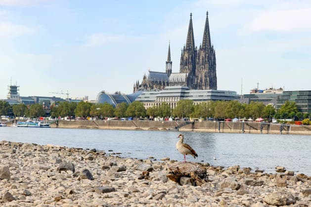 Sommer im Rheinland. Blick auf den Rhein bei Koeln (Köln) - Deutz. Der Rhein in Koeln (Köln) fuehrt (führt) Niedrigwasser aufgrund anhaltender Trockenheit. Im Vordergrund sitzt eine Nilgans (Alopochen aegyptiaca) auf einem Stueck (Stück) Treibholz. Im Hintergrund der Koelner (Kölner) Dom. Sommer im Rheinland am 09.08.2026 in Koeln (Köln) Deutschland. *** Summer in the Rhineland: View of the Rhine near Cologne (Deutz). The Rhine in Cologne is at low water levels due to persistent drought. In the foreground, a Nile goose (Alopochen aegyptiaca) sits on a piece of driftwood. In the background is Cologne Cathedral. Summer in the Rhineland on 09 08, 2026, in Cologne, Germany