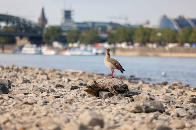 Sommer im Rheinland. Blick auf den Rhein bei Koeln (Köln) - Deutz. Der Rhein in Koeln (Köln) fuehrt (führt) Niedrigwasser aufgrund anhaltender Trockenheit. Im Vordergrund sitzt eine Nilgans (Alopochen aegyptiaca) auf einem Stueck (Stück) Treibholz und schaut zum Rhein. Sommer im Rheinland am 09.08.2026 in Koeln (Köln) Deutschland. *** Summer in the Rhineland: View of the Rhine near Cologne (Deutz). The Rhine in Cologne is at low water levels due to persistent drought. In the foreground, a Nile goose (Alopochen aegyptiaca) sits on a piece of driftwood and looks out toward the Rhine. Summer in the Rhineland on August 9, 202026 in Cologne, Germany