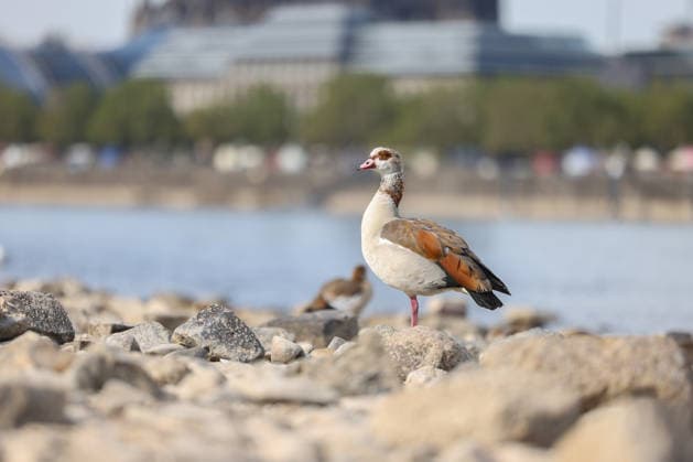 Sommer im Rheinland. Blick auf den Rhein bei Koeln (Köln) - Deutz. Der Rhein in Koeln (Köln) fuehrt (führt) Niedrigwasser aufgrund anhaltender Trockenheit. Im Vordergrund sitzt eine Nilgans (Alopochen aegyptiaca). Sommer im Rheinland am 09.08.2026 in Koeln (Köln) Deutschland. *** Summer in the Rhineland: View of the Rhine near Cologne (Deutz). The Rhine in Cologne is at low water levels due to persistent drought. In the foreground sits a Nile goose (Alopochen aegyptiaca). Summer in the Rhineland on August 9, 2026, in Cologne, Germany