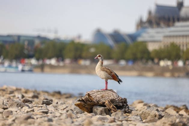 Sommer im Rheinland. Blick auf den Rhein bei Koeln (Köln) - Deutz. Der Rhein in Koeln (Köln) fuehrt (führt) Niedrigwasser aufgrund anhaltender Trockenheit. Im Vordergrund sitzt eine Nilgans (Alopochen aegyptiaca) auf einem Stueck (Stück) Treibholz. Sommer im Rheinland am 09.08.2026 in Koeln (Köln) Deutschland. *** Summer in the Rhineland: View of the Rhine near Cologne, Deutz. The Rhine in Cologne is at low water levels due to persistent drought. In the foreground, a Nile goose (Alopochen aegyptiaca) sits on a piece of driftwood. Summer in the Rhineland on August 9, 2026, in Cologne Cologne, Germany