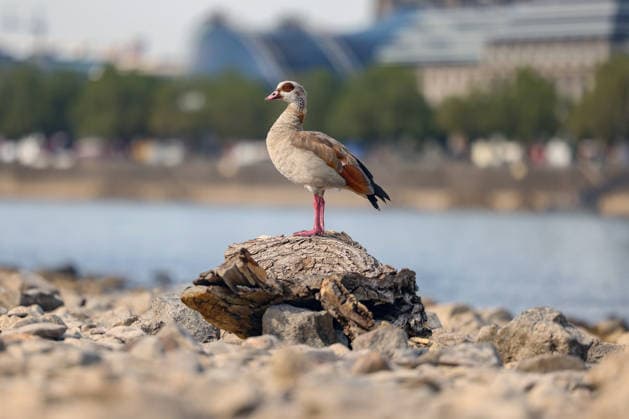 Sommer im Rheinland. Blick auf den Rhein bei Koeln (Köln) - Deutz. Der Rhein in Koeln (Köln) fuehrt (führt) Niedrigwasser aufgrund anhaltender Trockenheit. Im Vordergrund sitzt eine Nilgans (Alopochen aegyptiaca) auf einem Stueck (Stück) Treibholz. Sommer im Rheinland am 09.08.2026 in Koeln (Köln) Deutschland. *** Summer in the Rhineland: View of the Rhine near Cologne, Deutz. The Rhine in Cologne is at low water levels due to persistent drought. In the foreground, a Nile goose (Alopochen aegyptiaca) sits on a piece of driftwood. Summer in the Rhineland on August 9, 2026, in Cologne Cologne, Germany