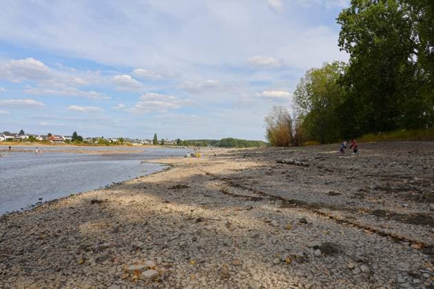 News Bilder des Tages RECORD DATE NOT STATED Bad Honnef GER, Natur, Klima, Sommer, Trockenheit, Rhein, Niedrigwasser, Rheininsel Herseler Werth, Bornheim-Hersel, Nordrhein-Westfalen, Deutschland, 08.08.2026 Die Trockenheit laesst den Rheinpegel, hier am Herseler Werth in Bornheim-Hersel auf ein Mindestmass sinken GER, Natur, Klima, Sommer, Trockenheit, Rhein, Niedrigwasser, Rheininsel Herseler Werth, Bornheim-Hersel, Nordrhein-Westfalen, Deutschland, 08.08.2026 *** Bad Honnef, Germany, Nature, Climate, Summer, Drought, Rhine, Low Water, Herseler Werth Island, Bornheim Hersel, North Rhine-Westphalia, Germany, August 8, 2026: The drought is causing the Rhine water level—here at Herseler Werth in Bornheim Hersel—to drop to a minimum GER, Nature, Climate, Summer, Drought, Rhine, Lo Copyright: xEibner-Pressefoto JuergenxAugstx EP_JAT