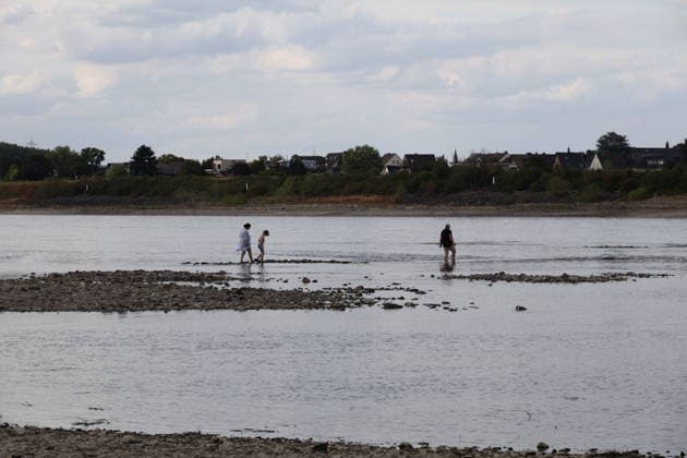 RECORD DATE NOT STATED Bad Honnef GER, Natur, Klima, Sommer, Trockenheit, Rhein, Niedrigwasser, Rheininsel Herseler Werth, Bornheim-Hersel, Nordrhein-Westfalen, Deutschland, 08.08.2026 Die Trockenheit laesst den Rheinpegel, hier am Herseler Werth in Bornheim-Hersel auf ein Mindestmass sinken GER, Natur, Klima, Sommer, Trockenheit, Rhein, Niedrigwasser, Rheininsel Herseler Werth, Bornheim-Hersel, Nordrhein-Westfalen, Deutschland, 08.08.2026 *** Bad Honnef, Germany, Nature, Climate, Summer, Drought, Rhine, Low Water, Herseler Werth Island, Bornheim Hersel, North Rhine-Westphalia, Germany, August 8, 2026: The drought is causing the Rhine water level—here at Herseler Werth in Bornheim Hersel—to drop to a minimum GER, Nature, Climate, Summer, Drought, Rhine, Lo Copyright: xEibner-Pressefoto JuergenxAugstx EP_JAT