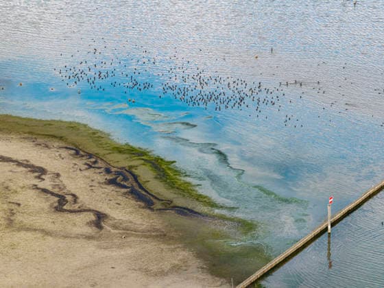 Bodenseeufer bei Moos mit wenig Wasser. Der Wasserstand ist aufgrund des heißen Sommers auf einem Tiefststand. In vielen Häfen des Untersees ist kaum noch Wasser. Moos liegt am Ufer des Bodensee auf der Halbinsel Höri. 06.08.2026, Moos, Baden-Württemberg, Deutschland *** The shore of Lake Constance near Moos with low water levels. Water levels have reached a record low due to the hot summer. In many harbors on the Untersee, there is hardly any water left. Moos is located on the shore of Lake Constance on the Höri Peninsula. August 6, 2026, Moos, Baden-Württemberg, Germany