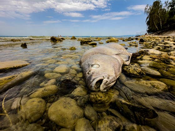 Romanshorn (TG), Schweiz, Bodensee: Toter Fisch liegt im flachen Uferwasser zwischen Steinen am Bodenseeufer. Symbolbild für Fischsterben, Hitze, hohe Wassertemperatur, Niedrigwasser, Sauerstoffmangel, Klimawandel, Gewässerökologie, Wasserqualität, Umweltbelastung, Fischbestand, Artensterben, Biodiversität, Umweltschutz, Ökosystem, Tiersterben, Fischkadaver, toter Fisch, Seeufer, Trockenheit, Thurgau, Schweiz. *** Romanshorn, TG, Switzerland, Lake Constance: A dead fish lies in the shallow water near the shore among rocks on the shore of Lake Constance. A symbolic image representing fish kills, heat, high water temperatures, low water levels, and oxygen depletion, climate change, aquatic ecology, water quality, environmental pollu Copyright: xJOERANxSTEINSIEKx