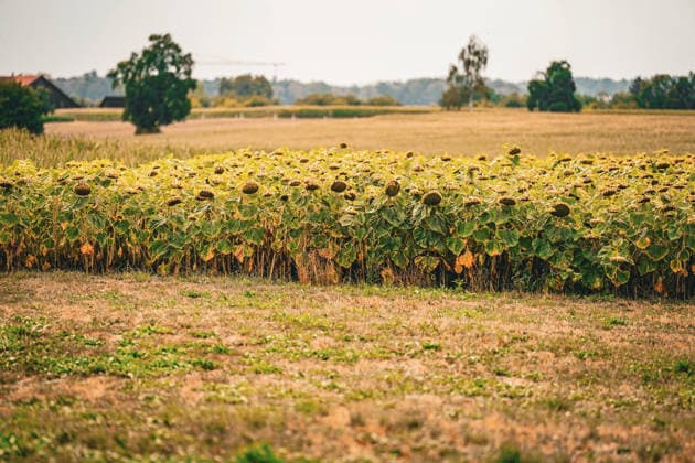 Sonnenblumenfeld kurz vor der Ernte in ländlicher Agrarlandschaft. Totale, Landwirtschaft, Ackerbau, Sonnenblumen, verblühte Sonnenblumen, Saatgutproduktion, Ölpflanzen, Erntezeit, Trockenheit, Dürre, Hitze, Klimawandel, Wetterextreme, Vegetation, Feld, Natur, ländlicher Raum, Sommer, Umwelt, Ernährung, Biodiversität, Landnutzung, Agrarwirtschaft, Deutschland, Schweiz, Österreich, Symbolbild. *** Sunflower field shortly before harvest in a rural agricultural landscape; wide shot, agriculture, crop farming, sunflowers, wilted sunflowers, seed production, oil crops, harvest season, drought, heat, climate change, extreme weather, vegetation, field, nature, rural area, summer, environment, food, biodiversity, land use, agriculture, Copyright: xJOERANxSTEINSIEKx
