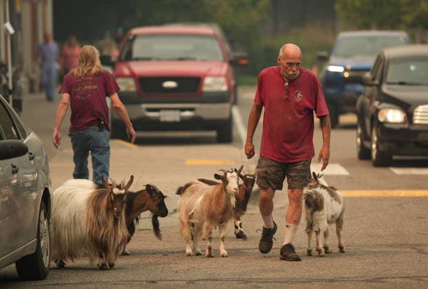 August 9, 2026, Penticton, Bc, CANADA: Greg Krauter, who was forced to evacuate his Summerland, B.C., property with his seven goats due to the Bald Range wildfire, is followed by some of them as he walks to his truck outside an evacuee centre, in Penticton, B.C., on Sunday, Aug. 9, 2026. The Bald Range wildfire in British Columbia s south Okanagan region has forced 20,000 people out of their homes in the Peachland and Summerland areas. Penticton CANADA  - ZUMAc35_ 20260809_zaf_c35_043 Copyright: xDarrylxDyckx