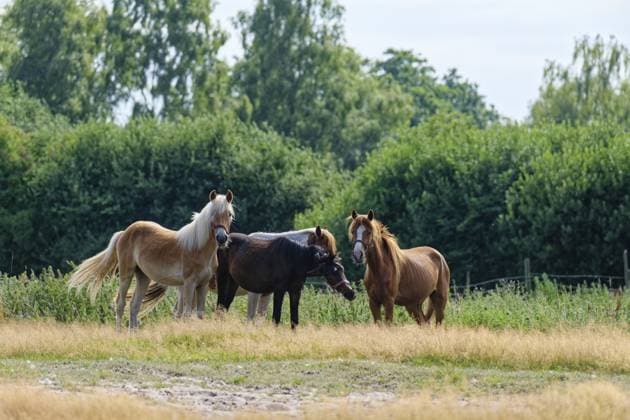 Pferde auf einer Koppel im Moor im Natur- und EU-Vogelschutzgebiet Moore bei Buxtehude in den Harburger Elbmarschen. Buxtehude, Niedersachsen, Deutschland Horses in a paddock in the moor nature and EU bird protection area near Buxtehude in the Harburg Elbmarschen. Buxtehude, Lower Saxony, Germany Copyright: imageBROKER MarkusxBeck iblmbk18714653.jpg
