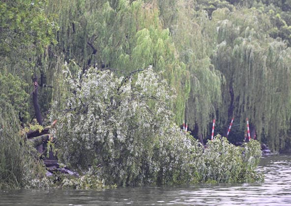 HANGZHOU, CHINA - AUGUST 10: Trees lie toppled on the surface of West Lake at Su Causeway on August 10, 2026 in Hangzhou, Zhejiang Province of China. Damaged construction facilities, fallen trees and waterlogged roads were reported across urban Hangzhou as Typhoon Dolphin , the 13th typhoon of the year, struck the area.  Copyright: xChinaxNewsxServicex 111659087028