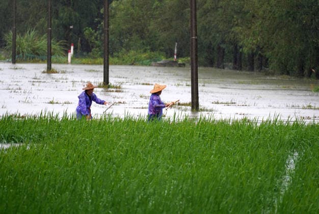 YUEQING, CHINA - AUGUST 10: Farmers clear floating debris from farmland amidst rain following Typhoon Dolphin on August 10, 2026 in Yueqing, Zhejiang Province of China. The typhoon brought heavy rainfall and strong winds to the region, prompting local residents to accelerate post-disaster recovery efforts.  Copyright: xVCGx 111659089572