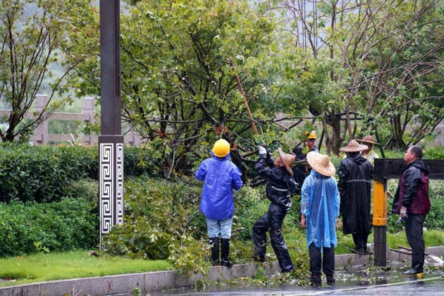 YUEQING, CHINA - AUGUST 10: Landscaping workers straighten fallen trees in the rain on August 10, 2026 in Yueqing, Zhejiang Province of China. The city is accelerating post-disaster recovery efforts following Typhoon Dolphin.  Copyright: xVCGx 111659089567