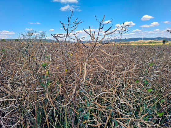 Rapsernte in Eilensen im Landkreis Northeim am Solling in Deutschland im Bundesland Niedersachsen. Maehdrescher der Marke New Holland drescht Raps auf trockenem Feld bei sonnigem Sommerwetter. Rapsernte 2026 in Niedersachsen *** Rapeseed harvest in Eilensen in the Northeim am Solling district of Lower Saxony, Germany. A New Holland combine harvester is threshing rapeseed in a dry field under sunny summer skies. 2026 rapeseed harvest in Lower Saxony
