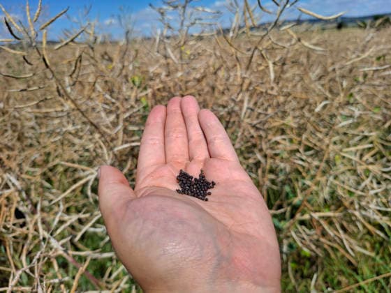 Rapsernte in Eilensen im Landkreis Northeim am Solling in Deutschland im Bundesland Niedersachsen. Maehdrescher der Marke New Holland drescht Raps auf trockenem Feld bei sonnigem Sommerwetter. Rapsernte 2026 in Niedersachsen *** Rapeseed harvest in Eilensen in the Northeim am Solling district of Lower Saxony, Germany. A New Holland combine harvester is threshing rapeseed in a dry field under sunny summer skies. 2026 rapeseed harvest in Lower Saxony