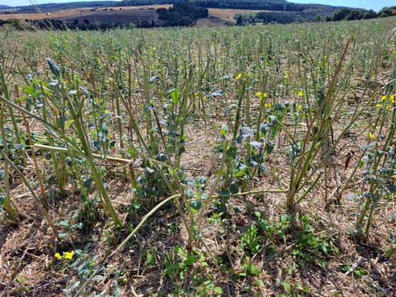 Rapsernte in Eilensen im Landkreis Northeim am Solling in Deutschland im Bundesland Niedersachsen. Maehdrescher der Marke New Holland drescht Raps auf trockenem Feld bei sonnigem Sommerwetter. Rapsernte 2026 in Niedersachsen *** Rapeseed harvest in Eilensen in the Northeim am Solling district of Lower Saxony, Germany. A New Holland combine harvester is threshing rapeseed in a dry field under sunny summer skies. 2026 rapeseed harvest in Lower Saxony