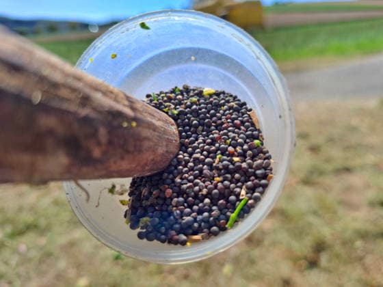 Rapsernte in Eilensen im Landkreis Northeim am Solling in Deutschland im Bundesland Niedersachsen. Maehdrescher der Marke New Holland drescht Raps auf trockenem Feld bei sonnigem Sommerwetter. Rapsernte 2026 in Niedersachsen *** Rapeseed harvest in Eilensen in the Northeim am Solling district of Lower Saxony, Germany. A New Holland combine harvester is threshing rapeseed in a dry field under sunny summer skies. 2026 rapeseed harvest in Lower Saxony