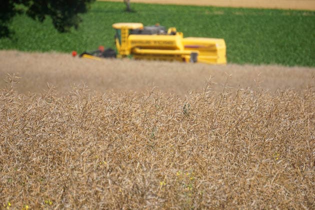 Rapsernte in Eilensen im Landkreis Northeim am Solling in Deutschland im Bundesland Niedersachsen. Maehdrescher der Marke New Holland drescht Raps auf trockenem Feld bei sonnigem Sommerwetter. Rapsernte 2026 in Niedersachsen *** Rapeseed harvest in Eilensen in the Northeim am Solling district of Lower Saxony, Germany. A New Holland combine harvester is threshing rapeseed in a dry field under sunny summer skies. 2026 rapeseed harvest in Lower Saxony