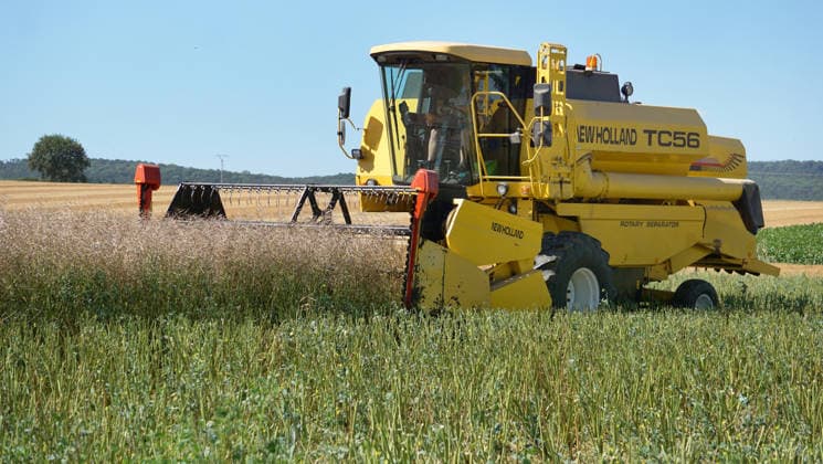 Rapsernte in Eilensen im Landkreis Northeim am Solling in Deutschland im Bundesland Niedersachsen. Maehdrescher der Marke New Holland drescht Raps auf trockenem Feld bei sonnigem Sommerwetter. Rapsernte 2026 in Niedersachsen *** Rapeseed harvest in Eilensen in the Northeim am Solling district of Lower Saxony, Germany. A New Holland combine harvester is threshing rapeseed in a dry field under sunny summer skies. 2026 rapeseed harvest in Lower Saxony