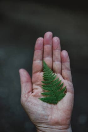Close up of hand holding a small green fern frond Saint-Prex, Vaud, Switzerland CR_KACU260805A-2095561-01 ,model released, Symbolfoto ,property released