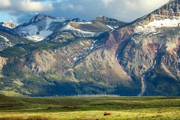 Creative Highlights World Bison grazing in Waterton Lakes National Park mountains in Canada Waterton Park, Alberta, Canada CR_UGOUSD260806-2095925-01 ,model released, Symbolfoto ,property released