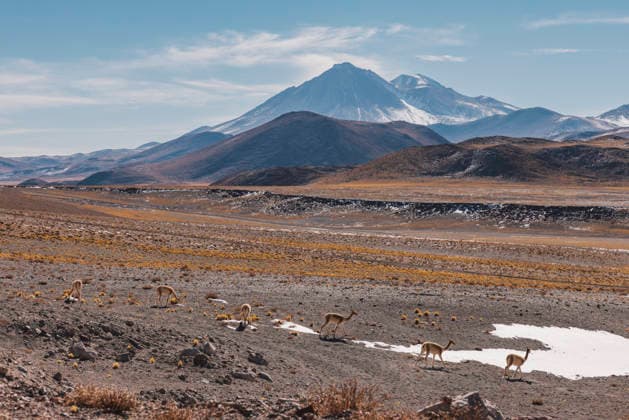 Creative Highlights World RECORD DATE NOT STATED Chile, the Atacama Desert, vicunas in the Atacama Desert, America, South America, Chile  Copyright: xAubrÃ exA Andia.frx 462851