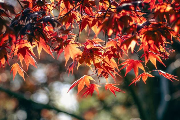 Vibrant red maple leaves glowing in sunlight Dayton, Maryland, United States R_JENE260805-2096621-01 ,model released, Symbolfoto ,property released