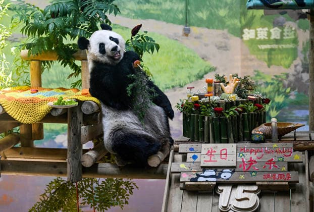 (260810) -- TIANJIN, Aug. 10, 2026 -- Giant panda Xing Mei enjoys its birthday feast at the zoo of Photosynthesis Valley Tourist Resort in north China s Tianjin Municipality, Aug. 10, 2026. The zoo in the Photosynthesis Valley Tourist Resort celebrated Xing Mei s 15th birthday on Monday. Xing Mei was born in August 2011 at the Chengdu Research Base of Giant Panda Breeding in Chengdu, capital of southwest China s Sichuan Province, and was transferred to Tianjin in September 2013. ) CHINA-TIANJIN-PANDA-BIRTHDAY (CN) ZhaoxZishuo 