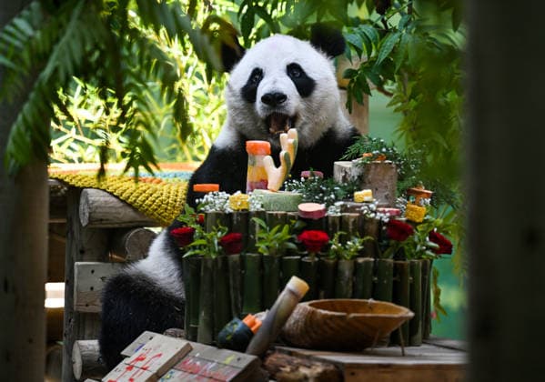 (260810) -- TIANJIN, Aug. 10, 2026 -- Giant panda Xing Mei enjoys its birthday feast at the zoo of Photosynthesis Valley Tourist Resort in north China s Tianjin Municipality, Aug. 10, 2026. The zoo in the Photosynthesis Valley Tourist Resort celebrated Xing Mei s 15th birthday on Monday. Xing Mei was born in August 2011 at the Chengdu Research Base of Giant Panda Breeding in Chengdu, capital of southwest China s Sichuan Province, and was transferred to Tianjin in September 2013. ) CHINA-TIANJIN-PANDA-BIRTHDAY (CN) ZhaoxZishuo 